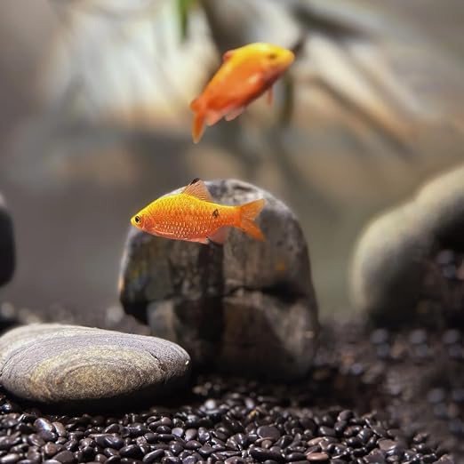 6lb Black Rocks for Planters- 1/4" - Image 7