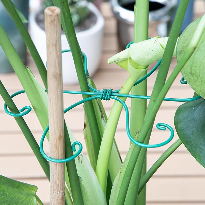 Monstera Plant Stem Support 5 Pcs - Image 6
