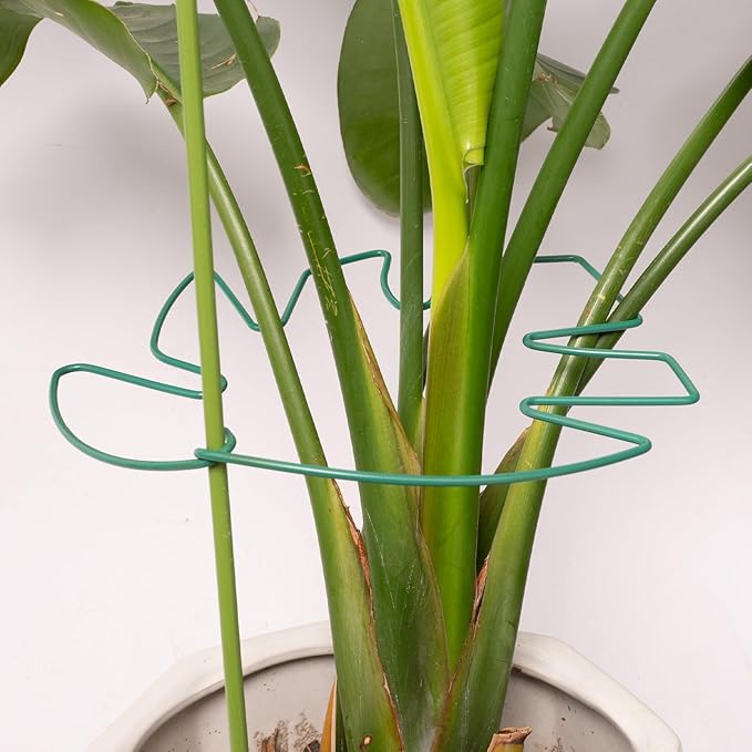 5PCS Monstera Plant Support Stem 9 x 7.6 in- Durable Stabilizer Set by Yohsnor
