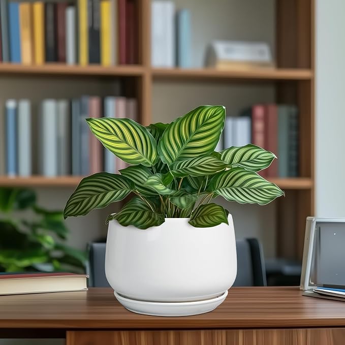 G EPGardening Ceramic Pots for Plants - Image 8