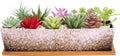 Succulent Pots - Large Succulent Planter Pots by ARTKETTY