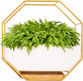 IRYL Wall Planter for Indoor Plants by Unknown