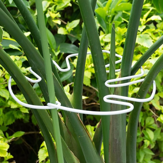 White Monstera Plant Stem Support by Yohsnor
