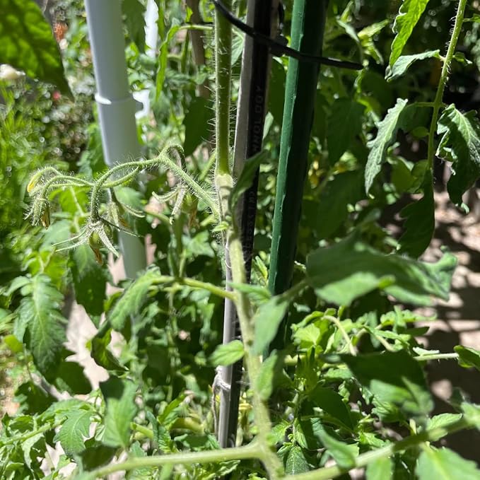 Garden Plant Stakes 48 Inch 4Ft Steel Plant Stick Support, 25 Pack Tomato Stakes - Image 6