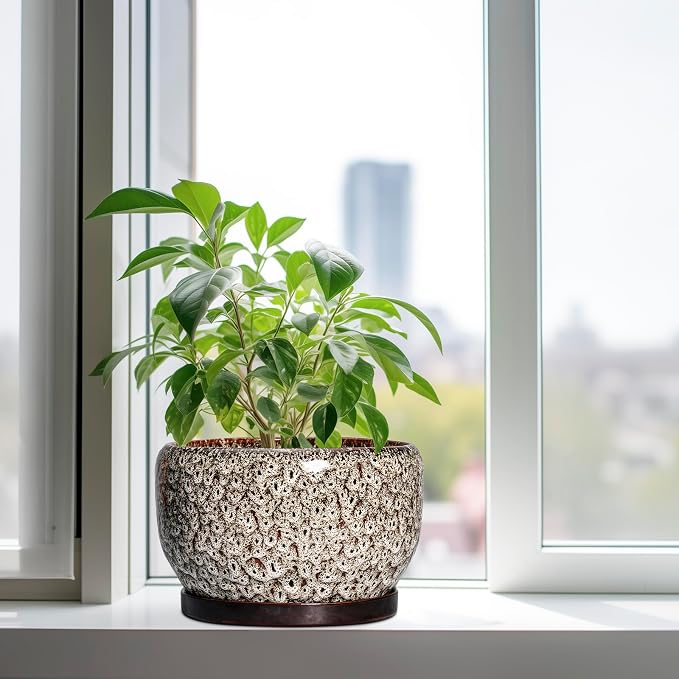 SQOWL Ceramic Plant Pots - Image 4