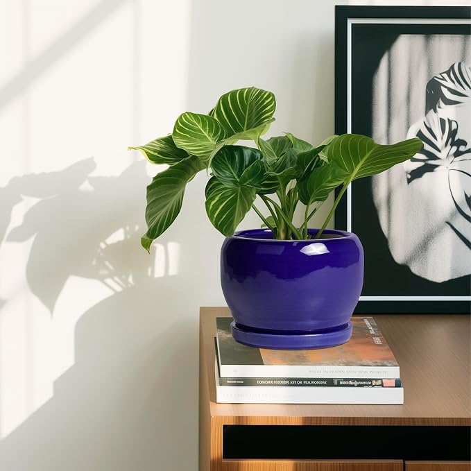 SQOWL Ceramic Planters for Indoor Plants - Image 6
