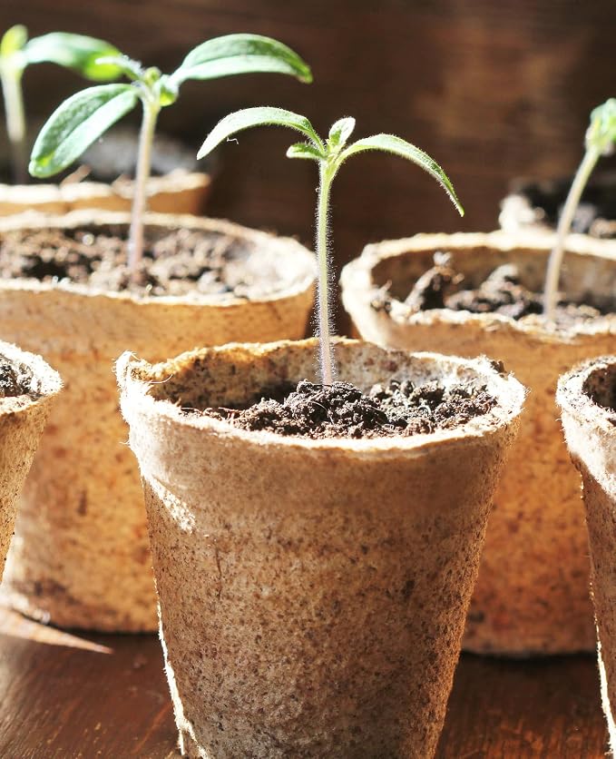 homenote Peat Pots - Image 5