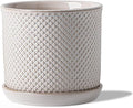 5.8 Inch Plant Pot: Ceramic Planter by Chubacoo