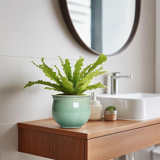 Ceramic Self Watering Pots, 6 Inch African Violet Pots - Image 5