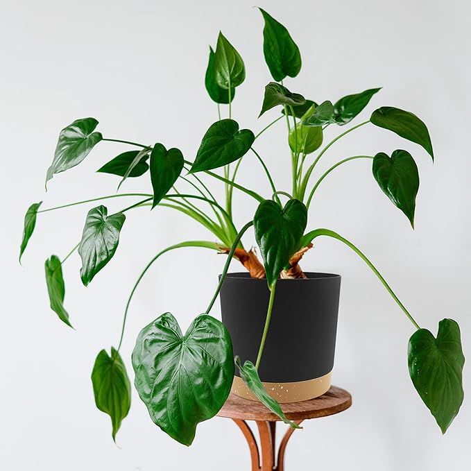 QCQHDU 6.5 inch Plant Pot, 2 Pack Planters - Image 5