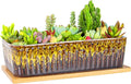 Succulent Pots - 12 Inch Large Succulent Planters by ARTKETTY