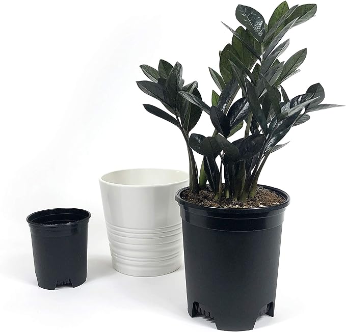 10 Pack Plastic Black Plant Pots Nursery Gardening Planters 4 in to 7.5 Inch - Image 3