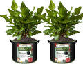 2-Pack 50 Gallon Plant Grow Bags, Thickened Nonwoven Fabric Pots by FVOTNW