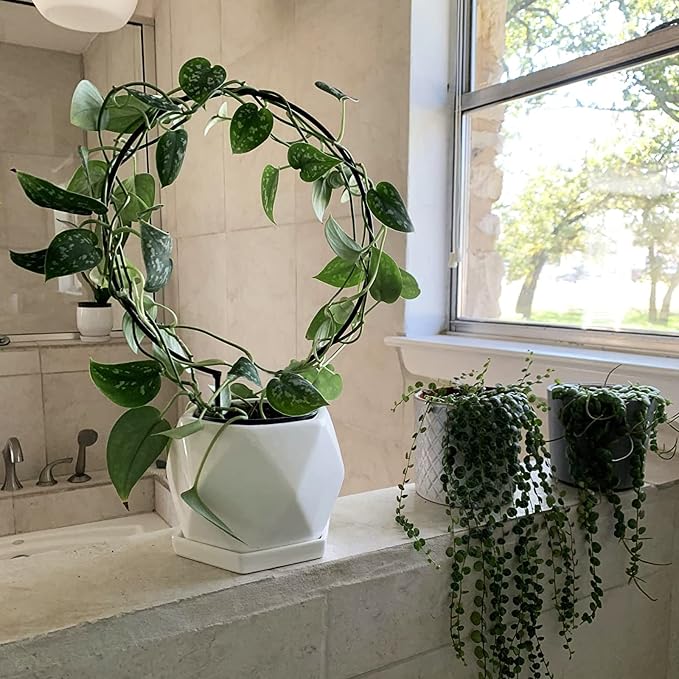Acrux7 10 Pcs Circle Indoor Plant Trellis - Image 7