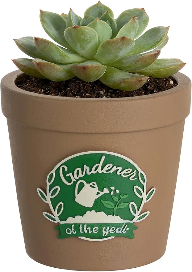 Gardening Gifts for Women: Hand-Painted 3D Art Cute Succulents Planter by Unknown