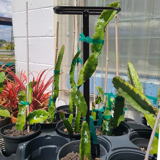 2PCS Dragon Fruit Trellis - Image 6