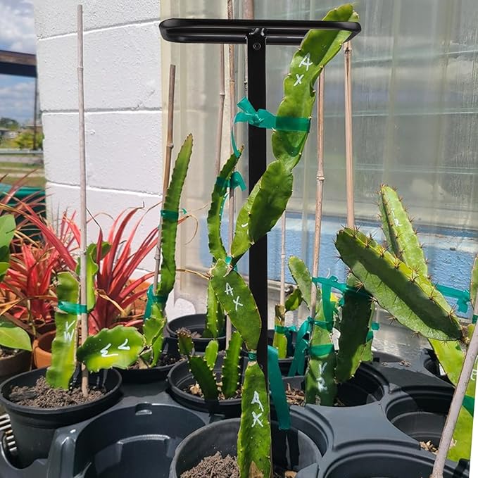 Premium Dragon Fruit Trellis - Image 3