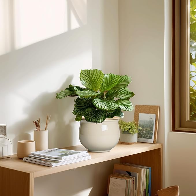 6 Inch Self Watering Pots for Indoor Plants, Ceramic African Violet Pots - Image 7