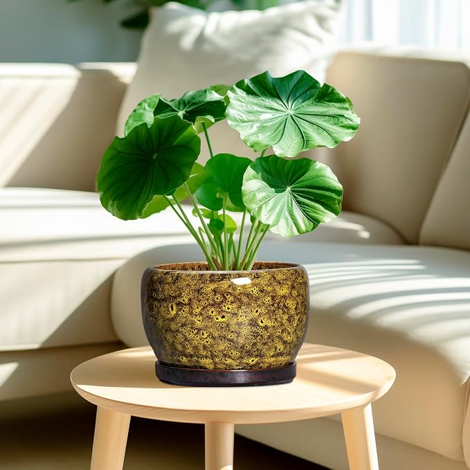 SQOWL Ceramic Flower Pots - Image 2