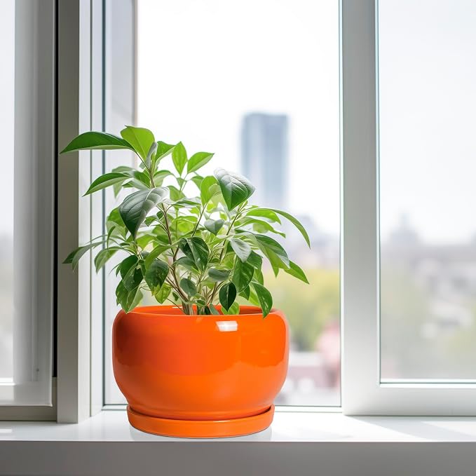 SQOWL Ceramic Planter - Image 4