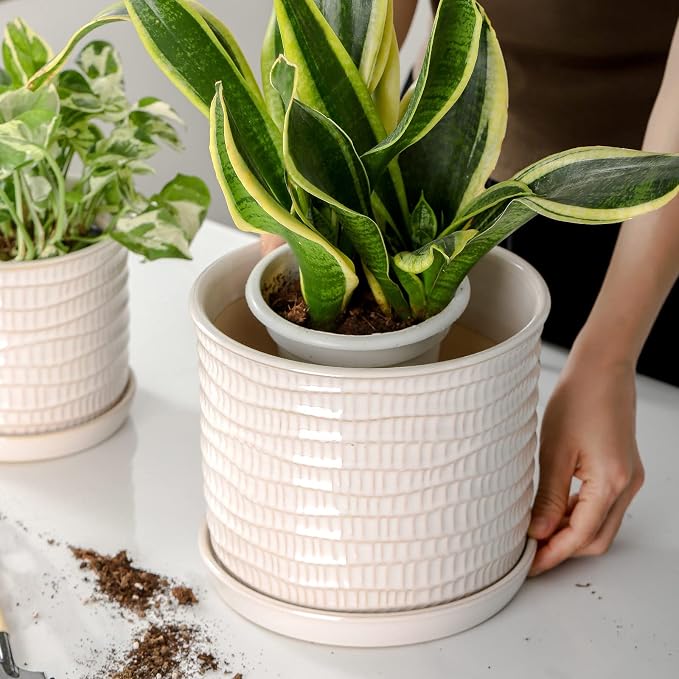 8 Inch Plant Pot: Ceramic Planter - Image 6