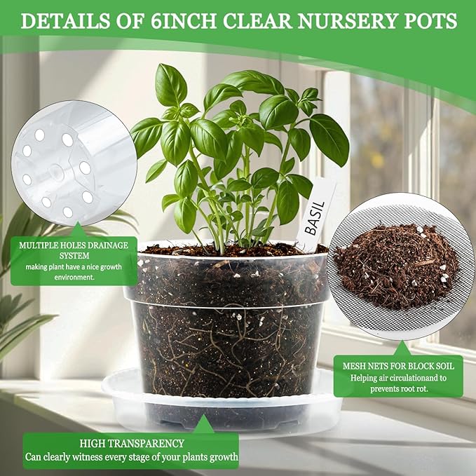 BTPLASTIK 6 Inch Clear Nursery Pots - Image 3