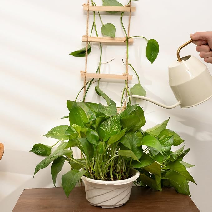 Sturdy Climbing Plants Trellis - Image 6