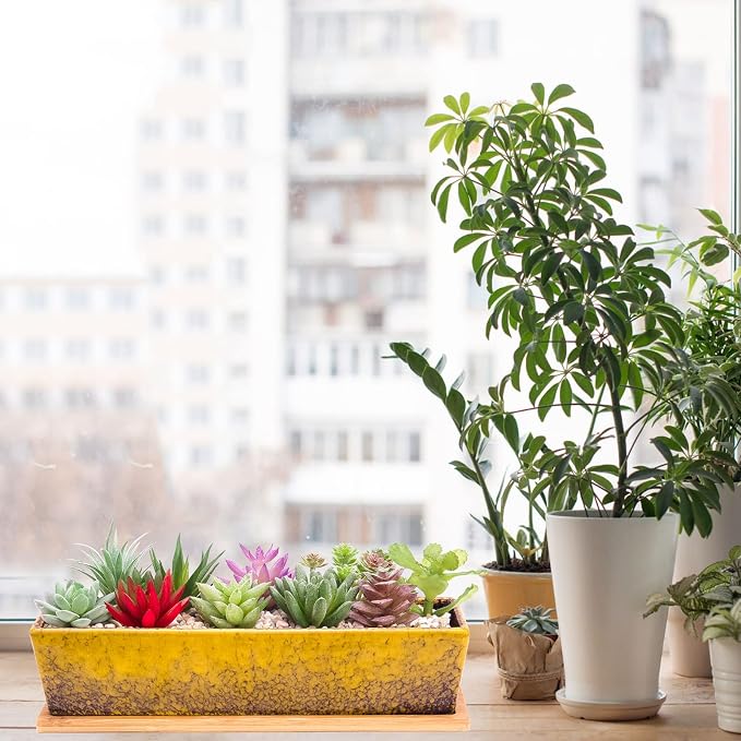 Succulent Pots - Large Succulent Planter Pots - Image 6