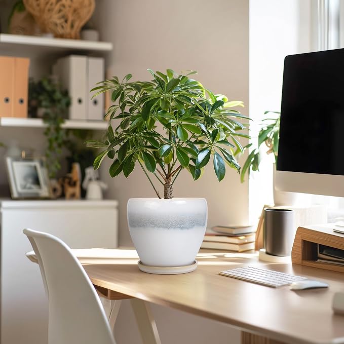 Ceramic Plant Pot - Image 5