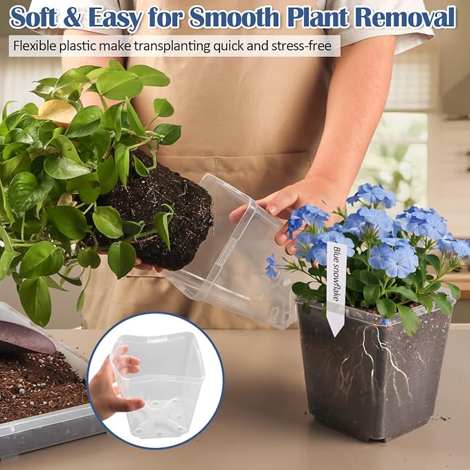 5.5 Inch Clear Square Nursery Pots - Image 6