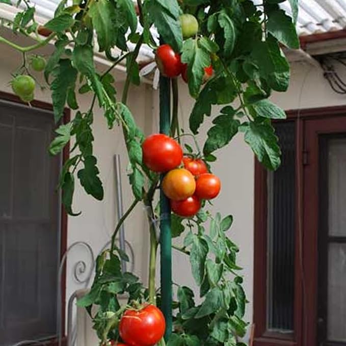 Xiny Tool Garden Stakes, 25 Pack Steel Plant Garden Tomato Stakes - Image 7