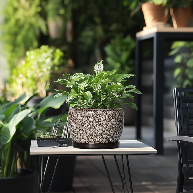 SQOWL Ceramic Planter - Image 5