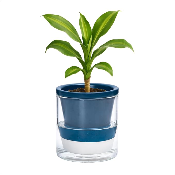 D'vine Dev 4 Inch Design Self Watering Planter by DvineDevPlanterPotsandStand
