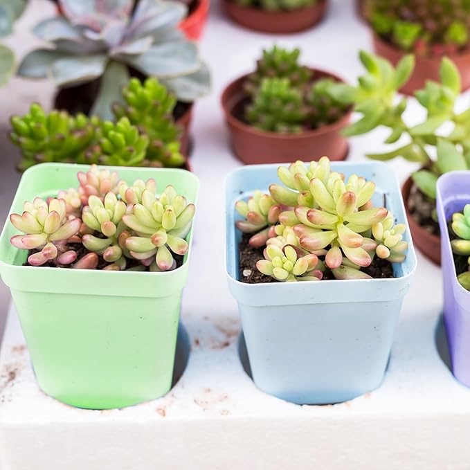 OJYUDD 24 Pack Multi Color Plastic Plant Pot, Colorful Plastic Square Pots - Image 7