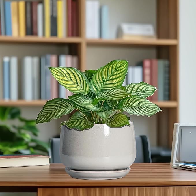 G EPGardening Ceramic Plant Pots - Image 5