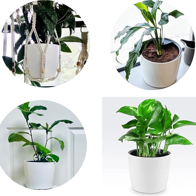 5 Pack 7 Inch Self Watering Planter - Image 7