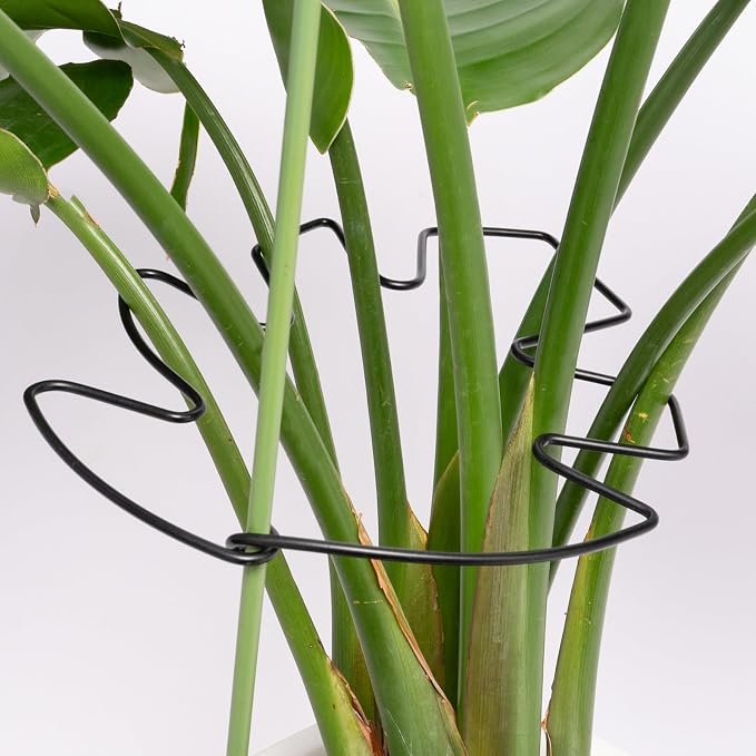 5PCS Black Monstera Plant Stem Support 9x7.6in by Yohsnor