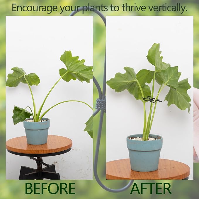 Monstera Plant Stem Support Set - Image 3