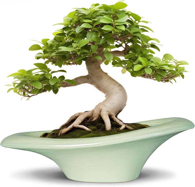 Ceramic Bonsai Pots by Teagas