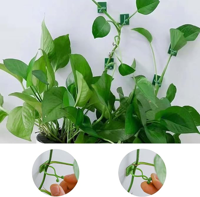 100Pcs Plant Climbing Wall Fixture Clips, Plant Vine Wall Clips Self-Adhesive - Image 4