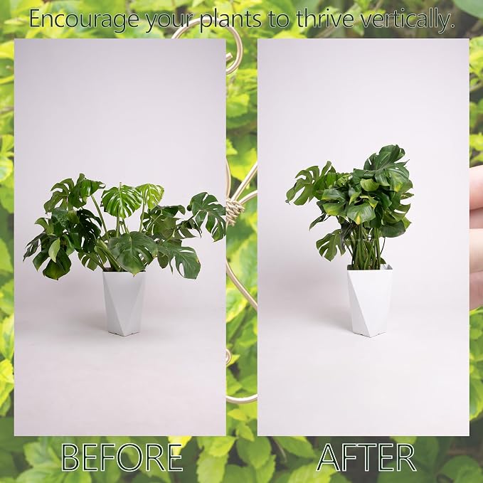 Monstera Plant Stem Support Set of 5 - Image 3