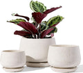 LE TAUCI Plant Pots, 4.1+5.1+6.5 inch, Ceramic Planters by LETAUCI