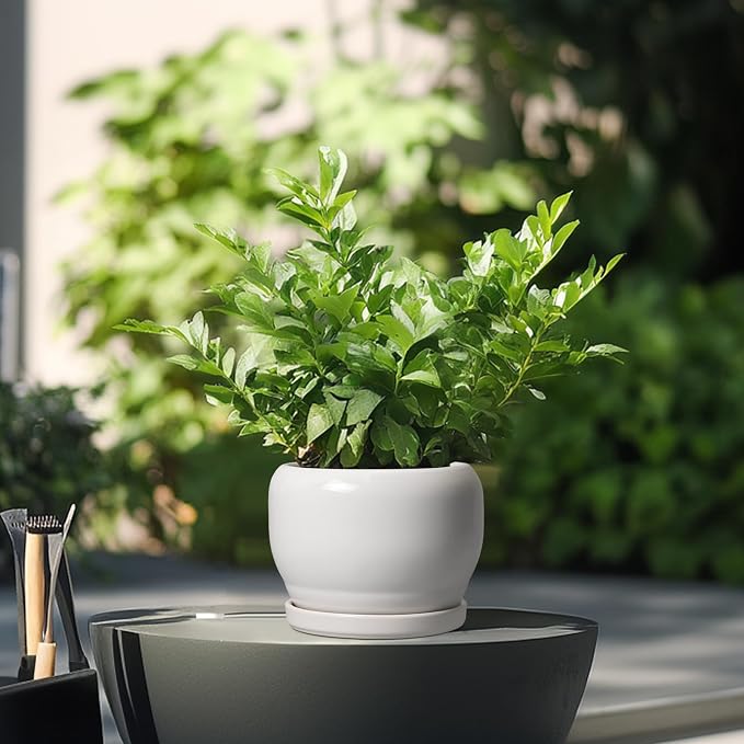 SQOWL Ceramic Flower Pots - Image 4