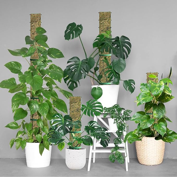 60"/40"/24" Metal Moss Pole, D Shape Sphagnum Moss Pole, Moss Poles - Image 8
