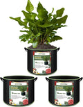 3-Pack 10 Gallon Plant Grow Bags, Thickened Nonwoven Fabric Pots by FVOTNW