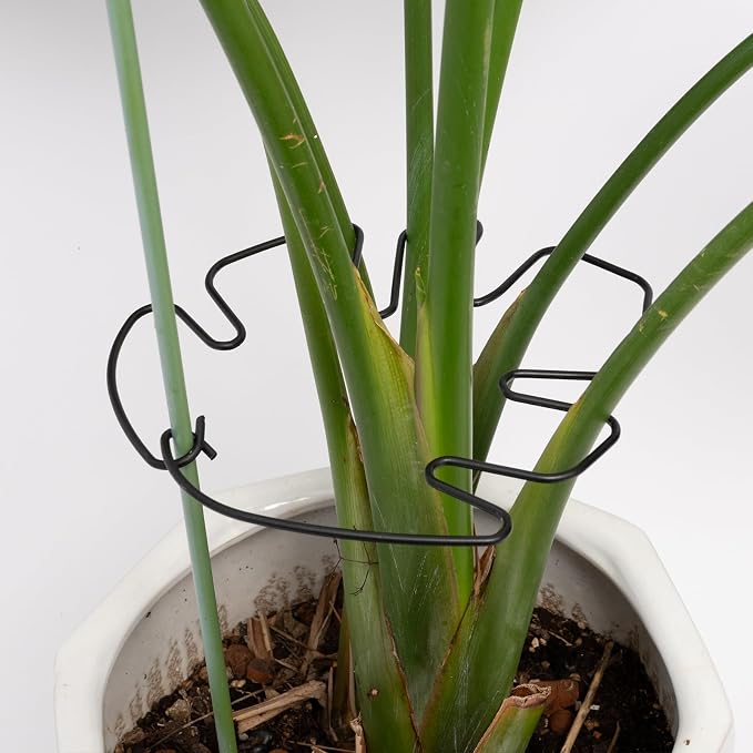 5PCS Monstera Plant Stem Support -7.3*6.25IN Adjustable Metal Stake - Image 7