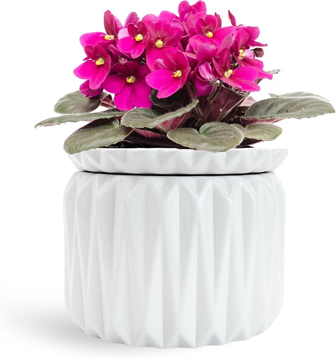 6 Inch African Violet Pots Self Watering, Ceramic Planter by ThrivingThicket