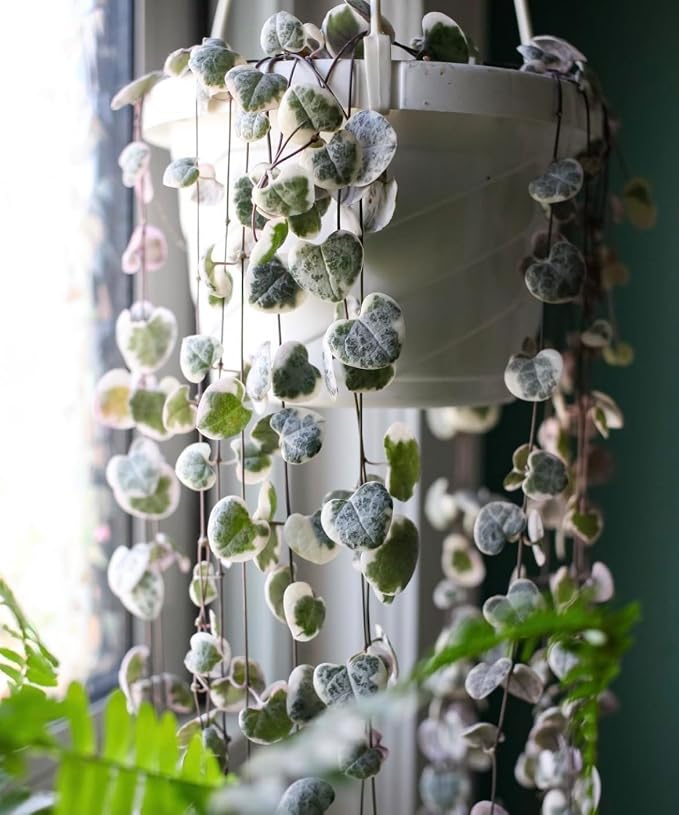 The HC Companies 12 Inch Euro Hanging Planters, Lightweight UV-Resistant - Image 4