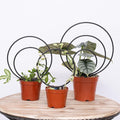 Hoya Trellis Set of 3 Round Climbing Plant Supports by Yohsnor