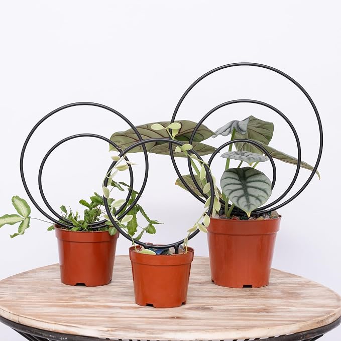 Hoya Trellis Set of 3 Round Climbing Plant Supports by Yohsnor